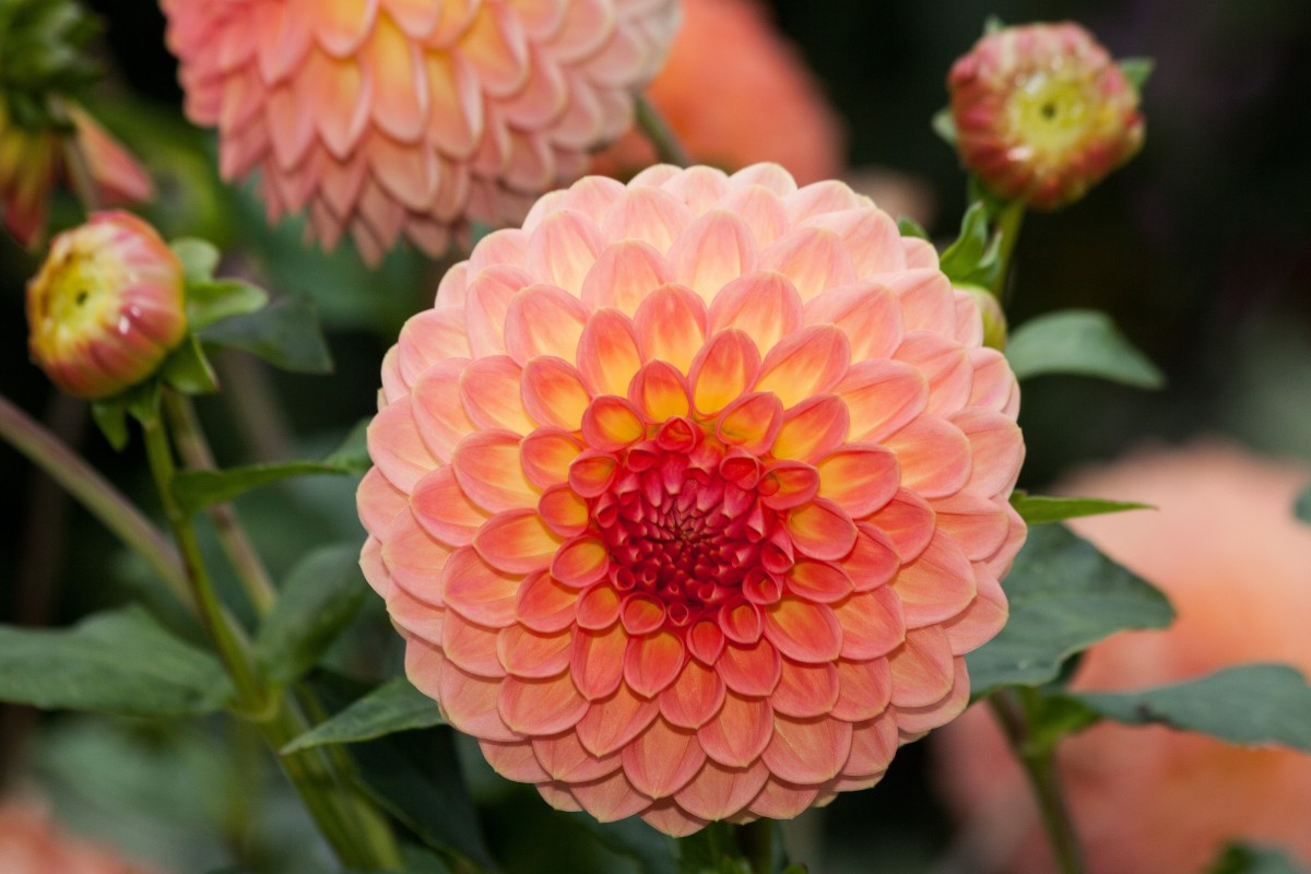 Close-up of a pink-and-white dahlia